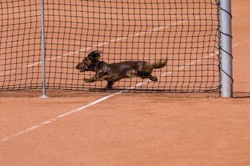 Bild 72 - RL TC an der Schirnau - SV Zehlendorfer Wespen : Ergebnis: 9:0